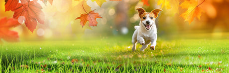 Rasenpflege im Herbst – Die Grundlage für einen gesunden Start ins Frühjahr