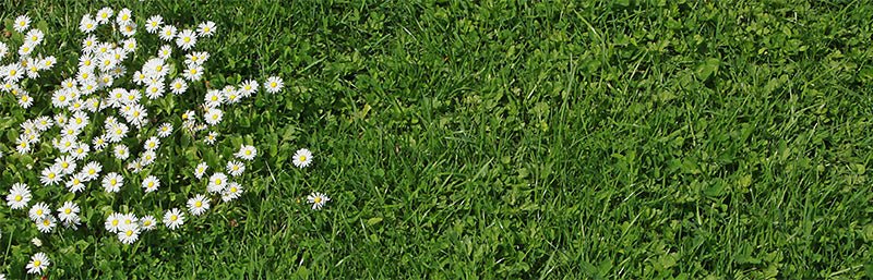 Gänseblümchen wachsen auf dem Rasen.