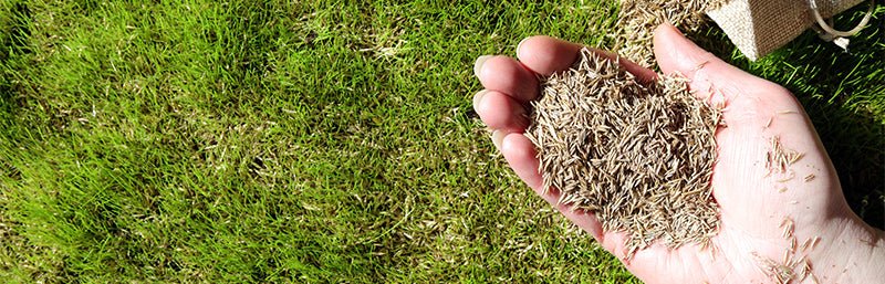 Eine Hand, die Rasensamen hält.