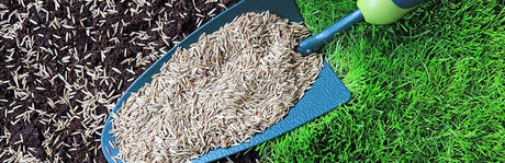 Eine Schaufel mit Rasensamen.