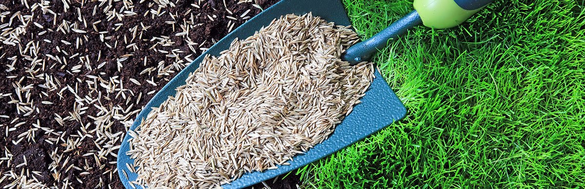 Eine Schaufel mit Rasensamen.