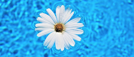Eine Blume schwimmt auf der Wasseroberfläche